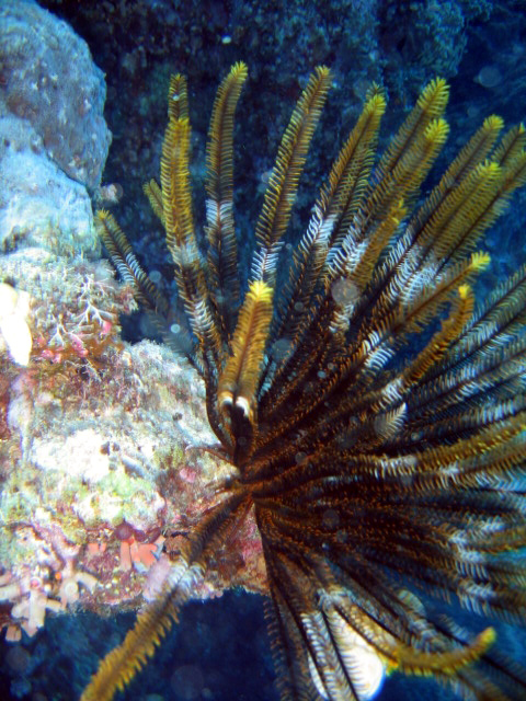 PortDouglasDive 091.JPG