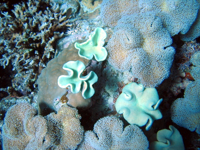 PortDouglasDive 093.JPG
