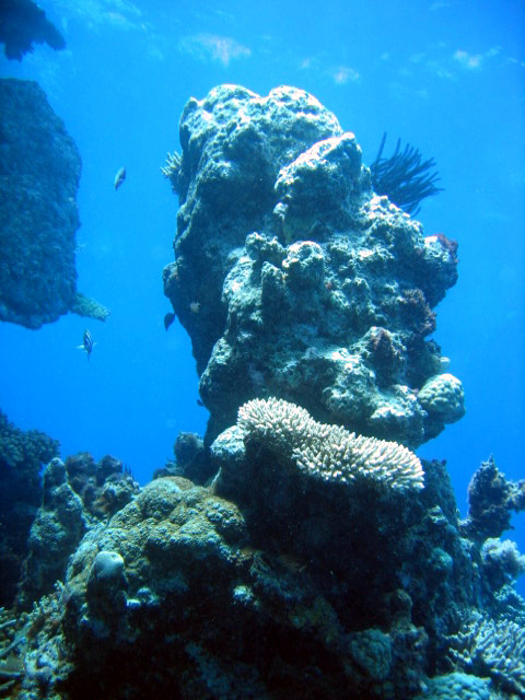 PortDouglasDive 094.JPG
