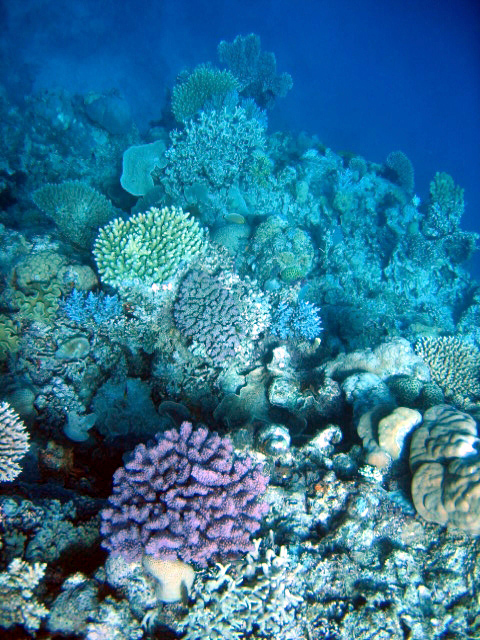 PortDouglasDive 101.JPG