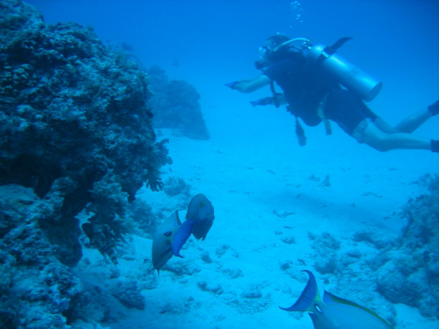 PortDouglasDive 136.JPG