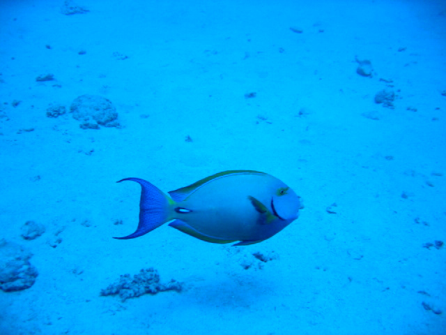 PortDouglasDive 137.JPG