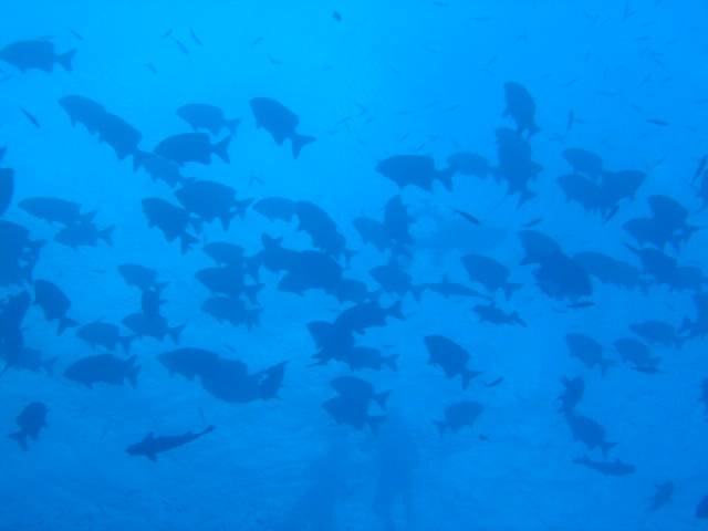 PortDouglasDive 155.JPG