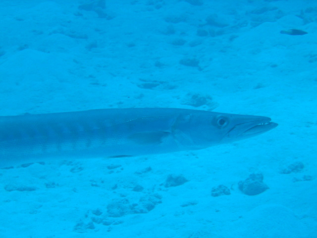 PortDouglasDive 163.JPG