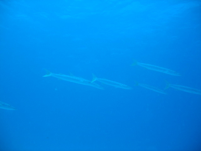 PortDouglasDive 164.JPG