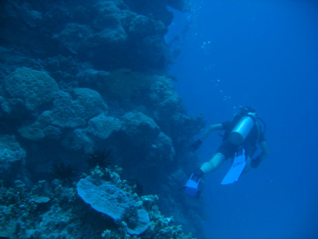 PortDouglasDive 166.JPG