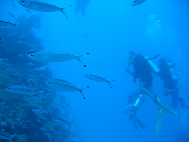 PortDouglasDive 177.JPG