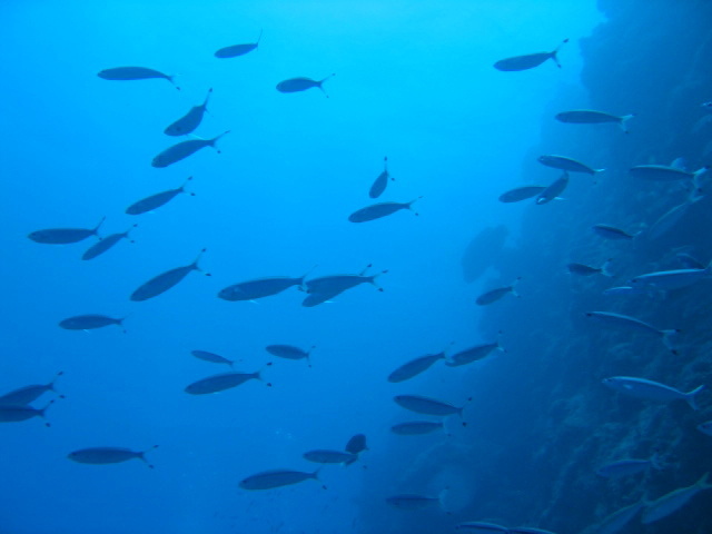 PortDouglasDive 178.JPG