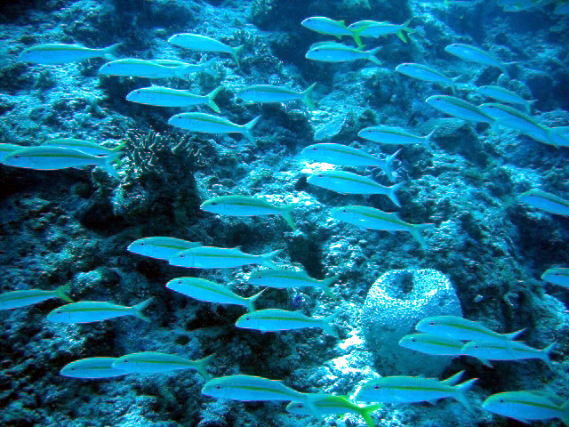 PortDouglasDive 179.JPG