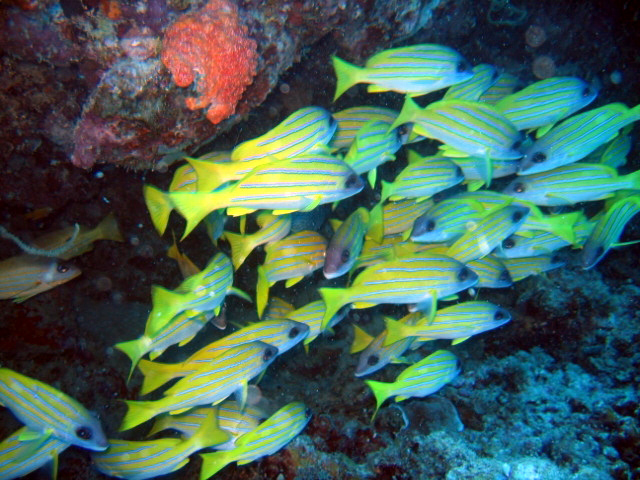 PortDouglasDive 184.JPG