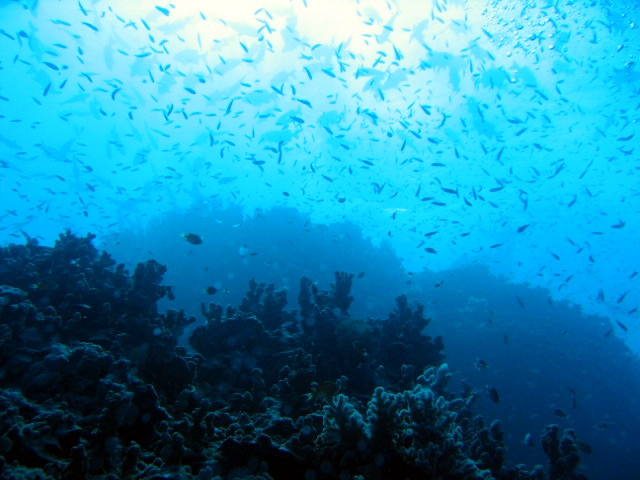 PortDouglasDive 185.JPG
