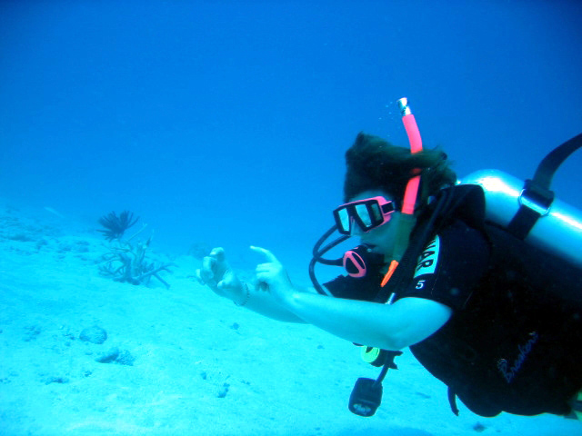 PortDouglasDive 189.JPG