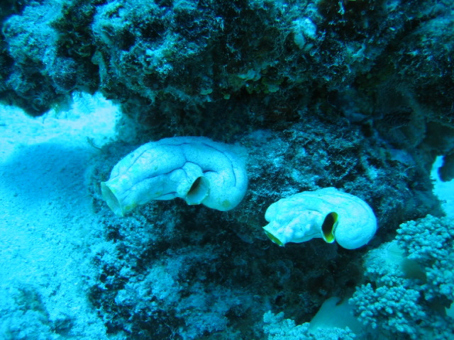 PortDouglasDive 191.JPG