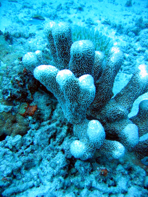PortDouglasDive 192.JPG