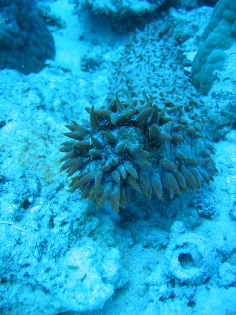 PortDouglasDive 194.JPG