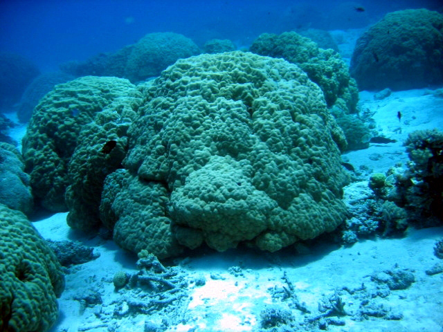 PortDouglasDive 201.JPG