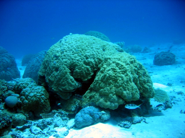 PortDouglasDive 204.JPG
