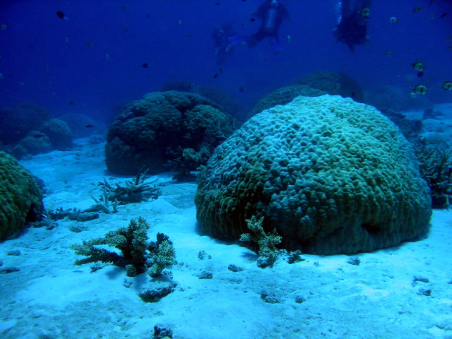 PortDouglasDive 207.JPG