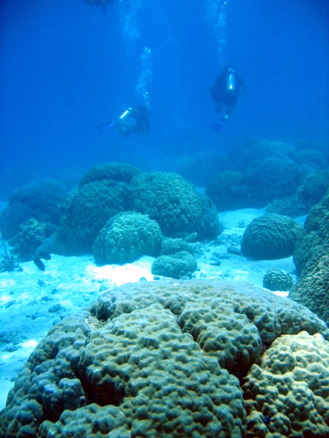 PortDouglasDive 209.JPG