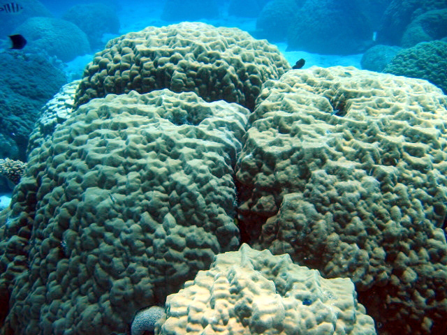 PortDouglasDive 211.JPG
