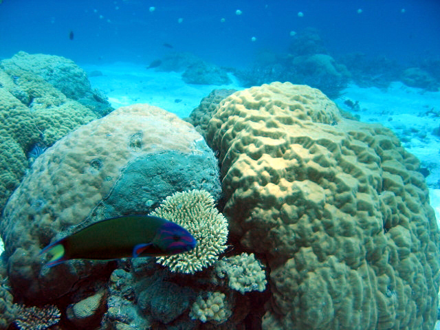 PortDouglasDive 212.JPG