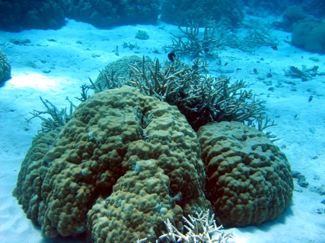 PortDouglasDive 213.JPG