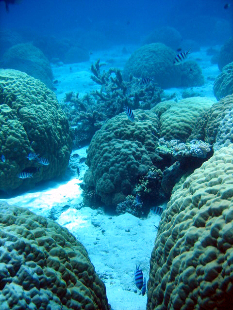 PortDouglasDive 215.JPG