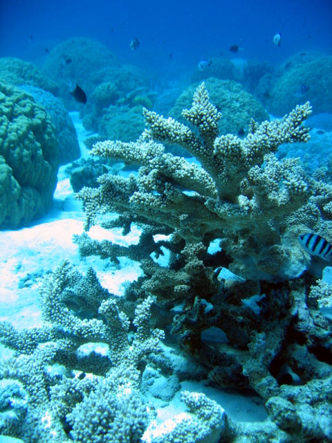PortDouglasDive 217.JPG