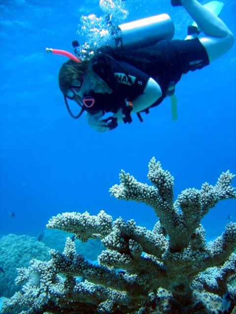 PortDouglasDive 218.JPG
