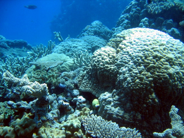 PortDouglasDive 225.JPG