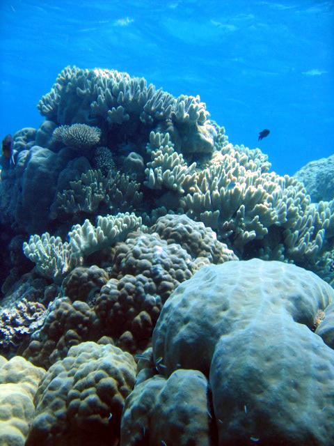 PortDouglasDive 226.JPG