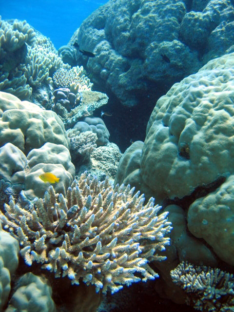 PortDouglasDive 227.JPG
