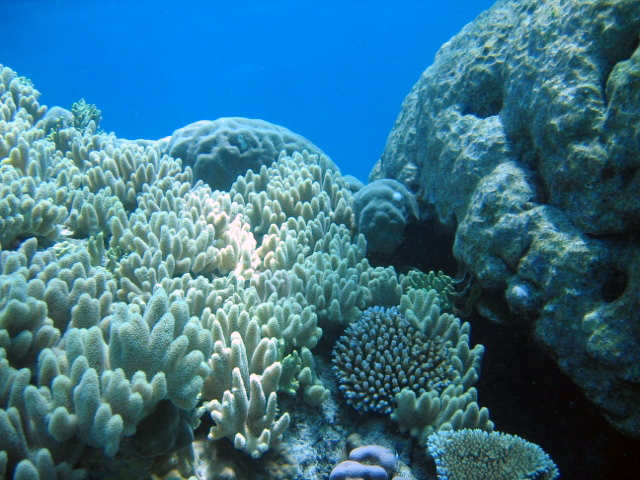 PortDouglasDive 228.JPG