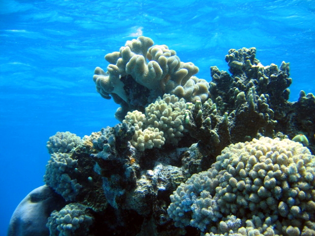 PortDouglasDive 233.JPG