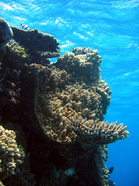 PortDouglasDive 234.JPG
