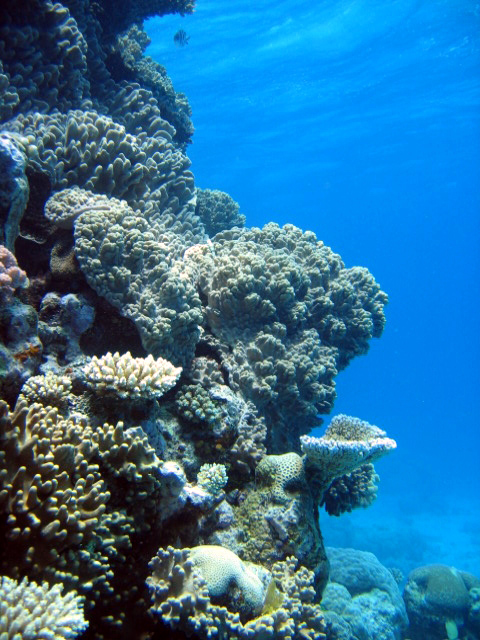 PortDouglasDive 235.JPG