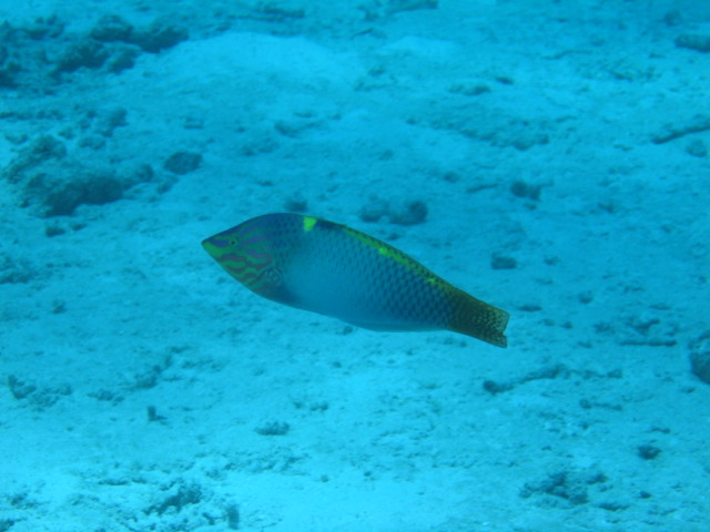 PortDouglasDive 243.JPG
