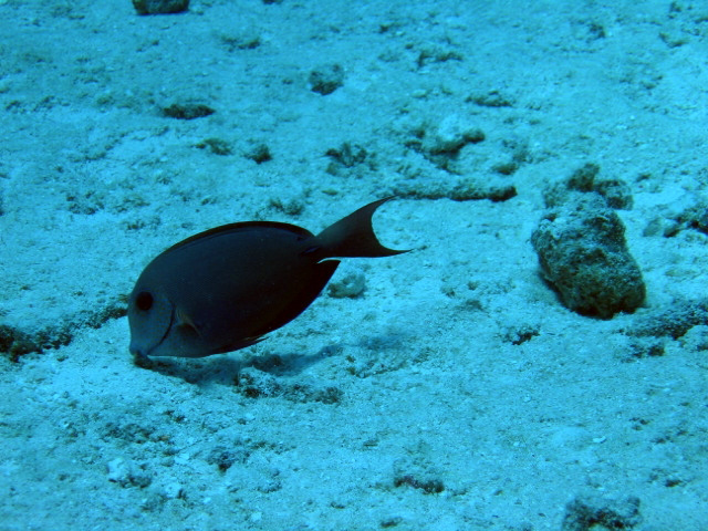PortDouglasDive 244.JPG