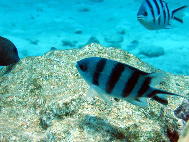 PortDouglasDive 249.JPG