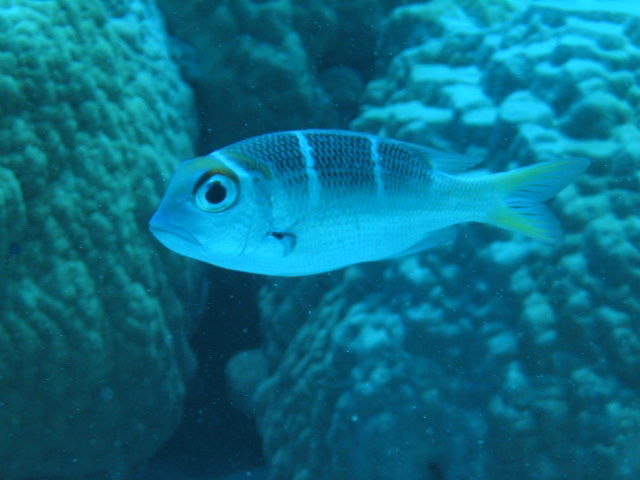 PortDouglasDive 254.JPG