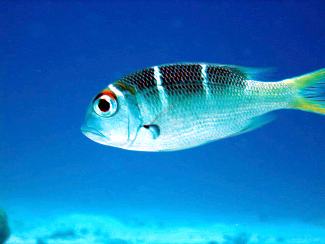 PortDouglasDive 255.JPG