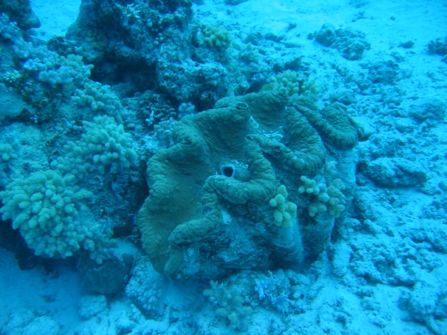 PortDouglasDive 258.JPG