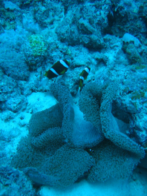 PortDouglasDive 272.JPG