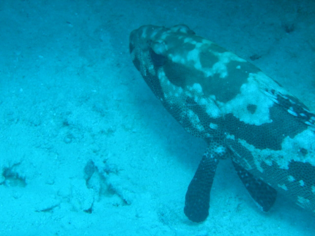 PortDouglasDive 276.JPG