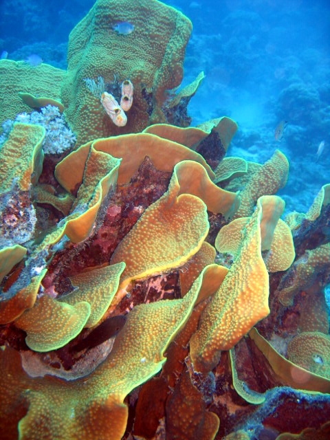 Great Barrier Reef Diving