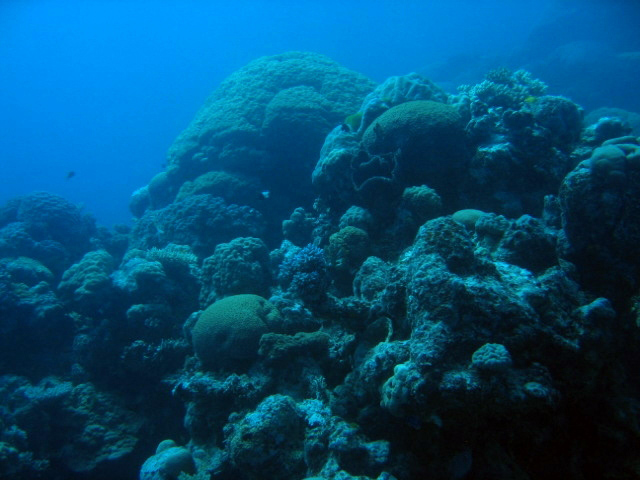PortDouglasDive 304.JPG