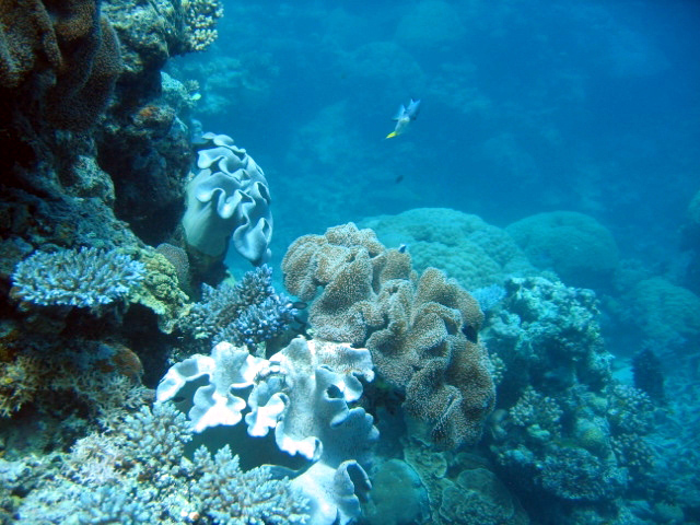 PortDouglasDive 306.JPG