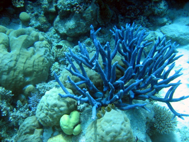 PortDouglasDive 311.JPG