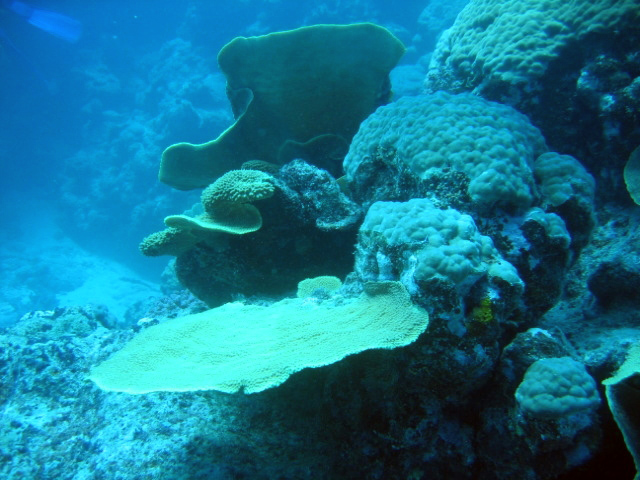 PortDouglasDive 317.JPG