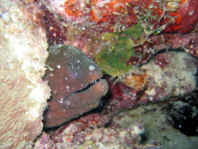 PortDouglasDive 321.JPG
